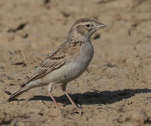 Жиргэмэл (Талын жиргэмэл Бялзуумар)